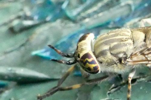 Haematopota pluvialis